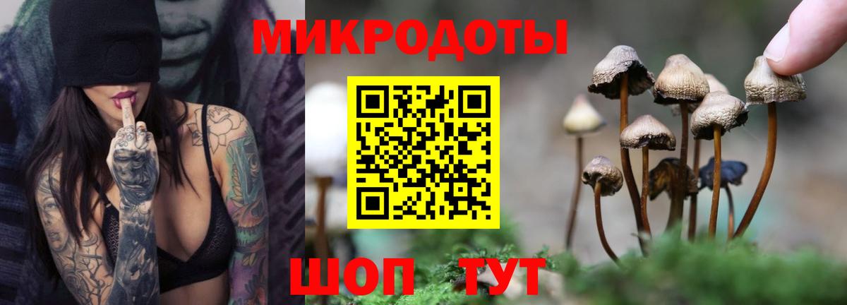 Галлюциногенные грибы Psilocybine cubensis Химки